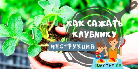 Kdy a jak stisknout jahody na podzim